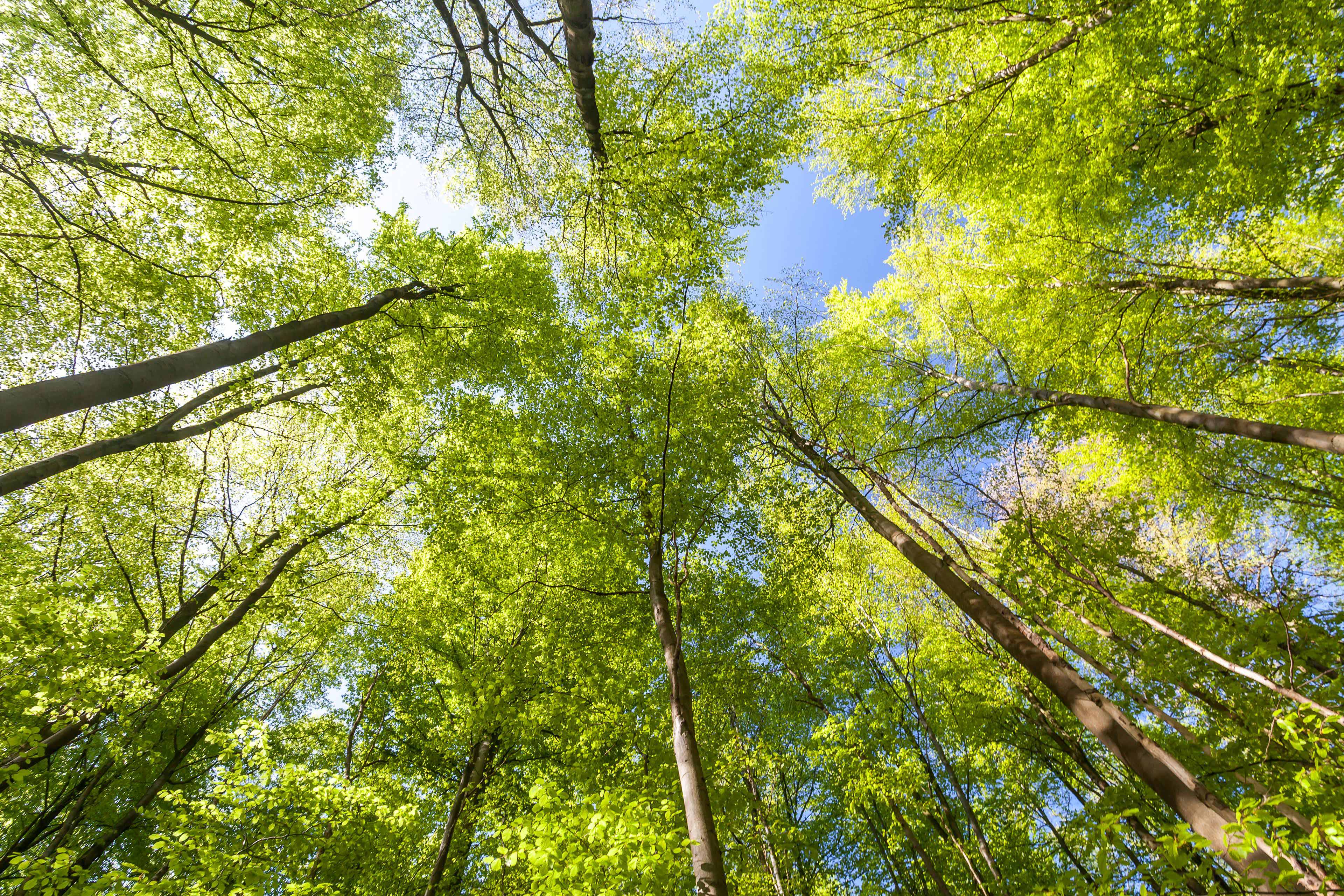 Low angle view of trees in the forest