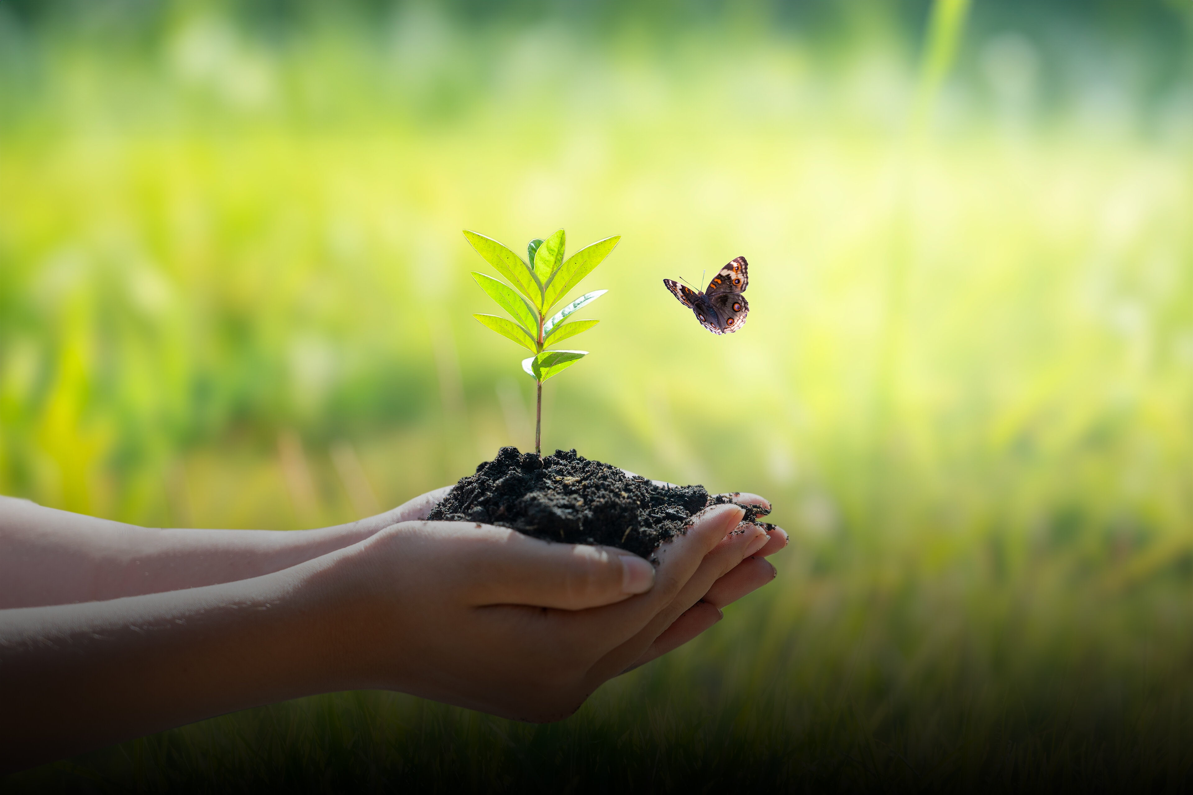 Child holding a plant along with mud and butterfly flying around it