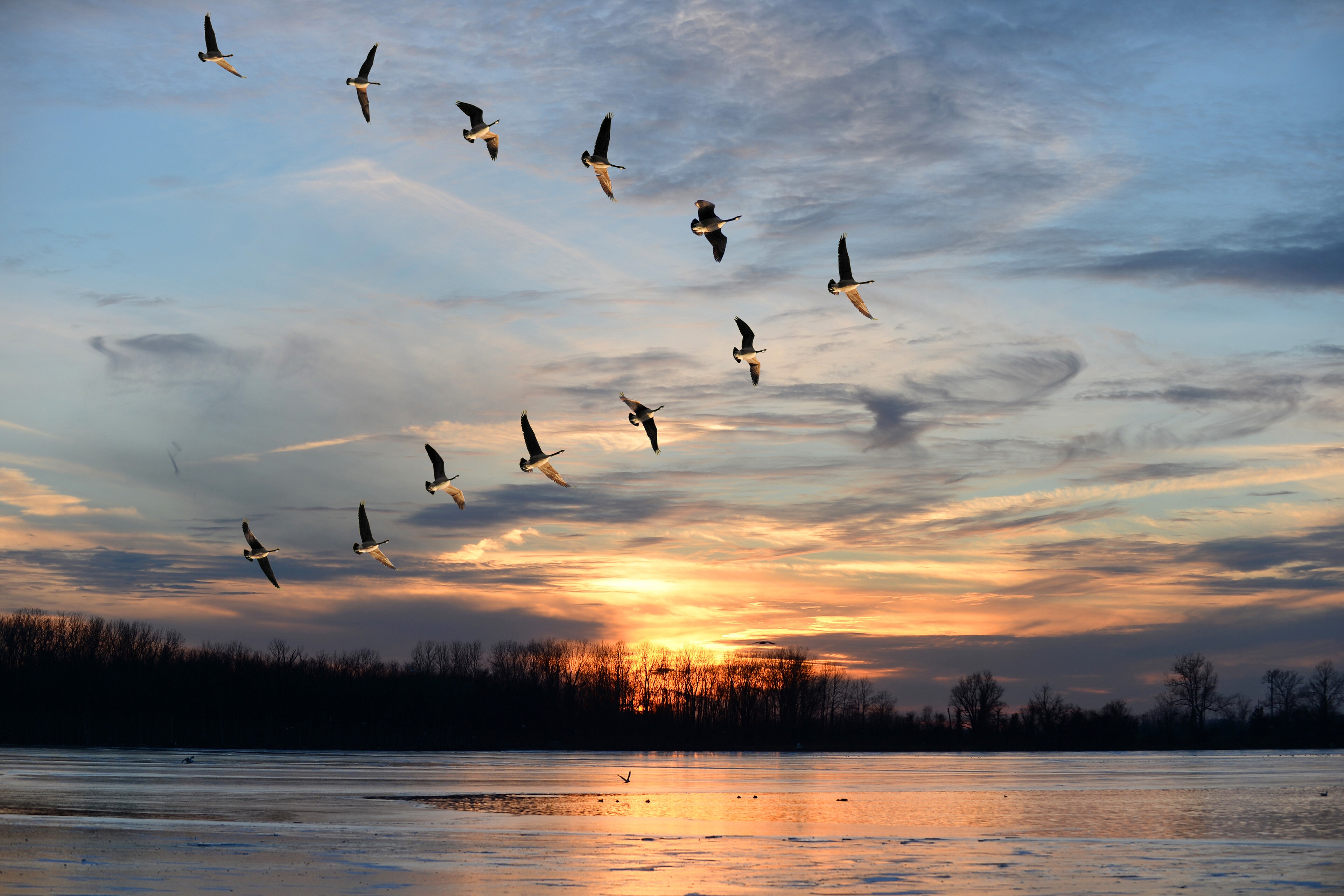 Birds are flying in sky