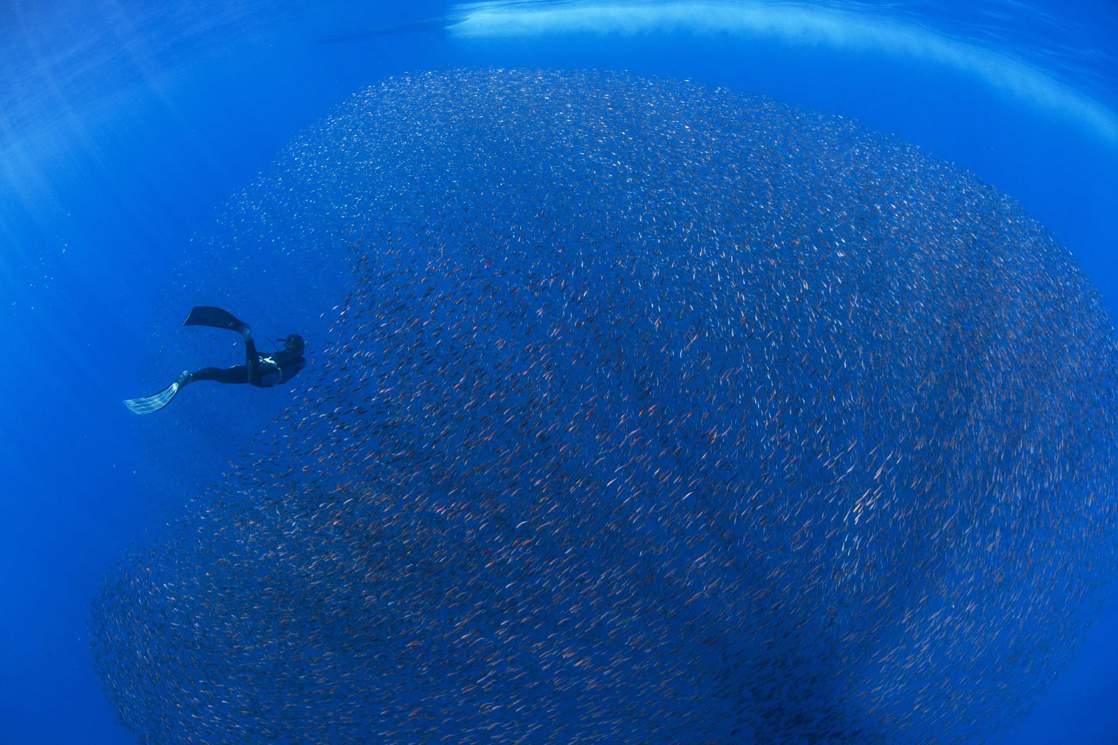 Freediver and school of baby snapper fish in baitball San Benedicto Island Colima Mexico