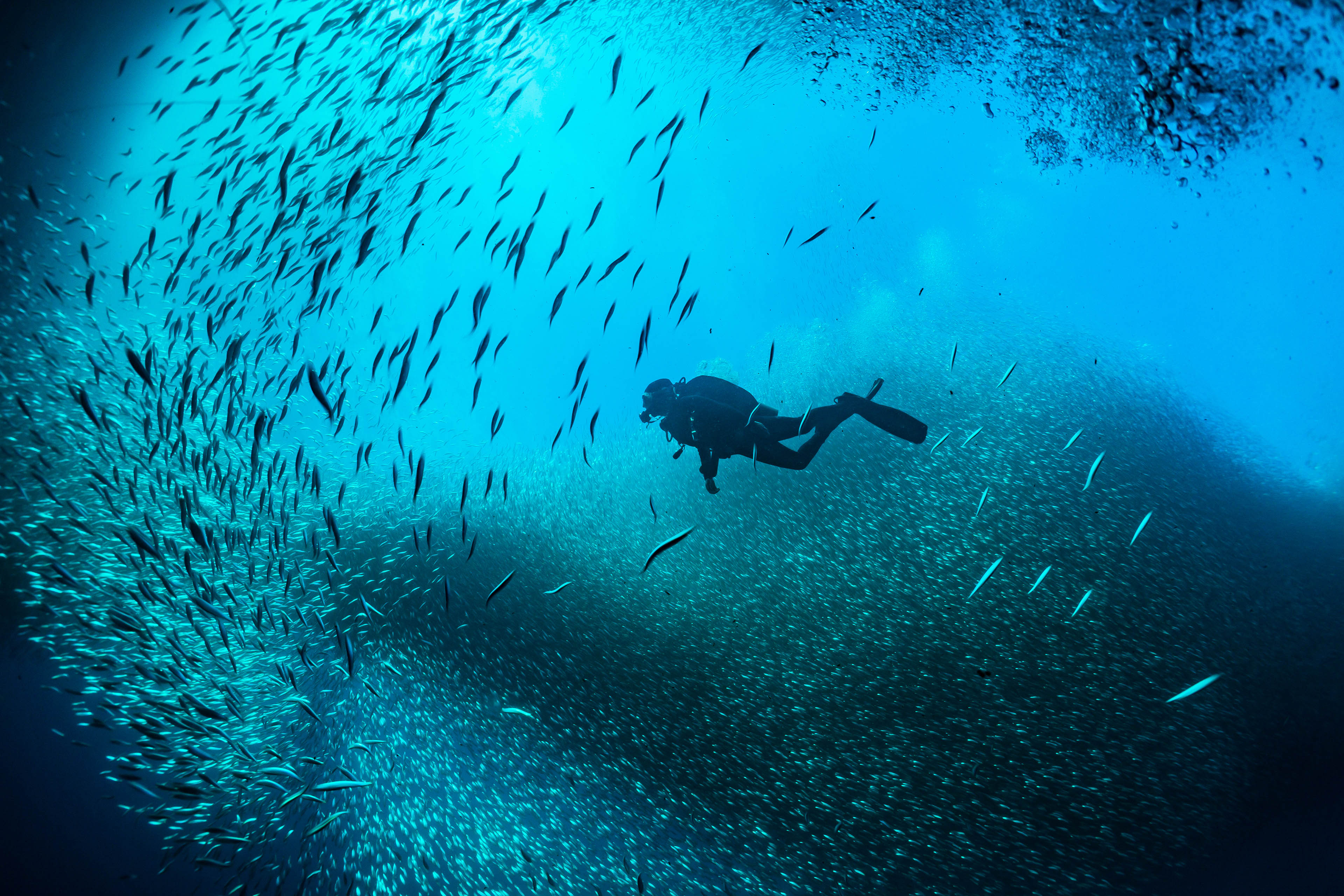 Picture of Aqua culture report fishing diving