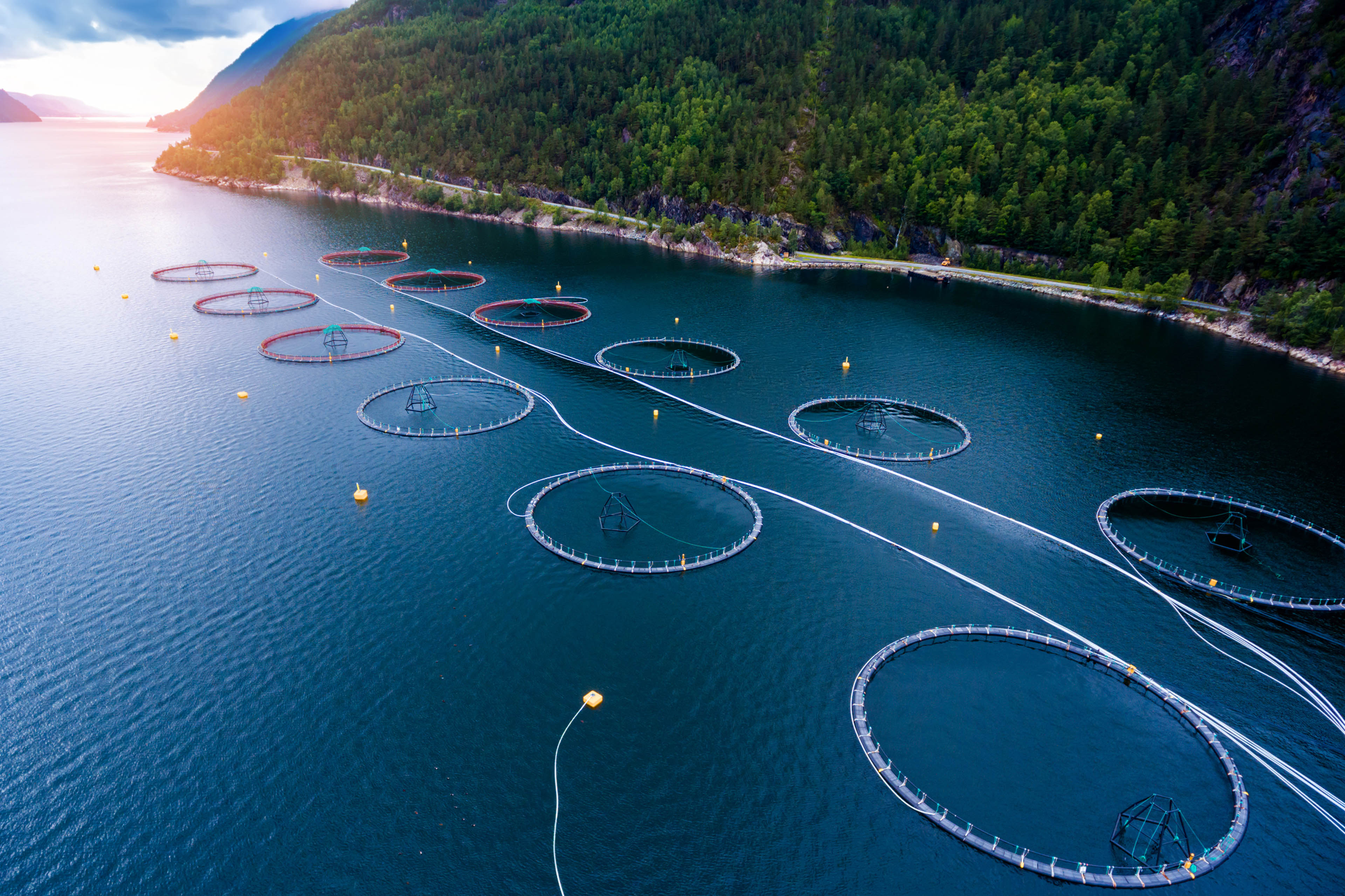 Picture of EY and NCE Seafood Innovation – The latest trends shaping the future of aquaculture