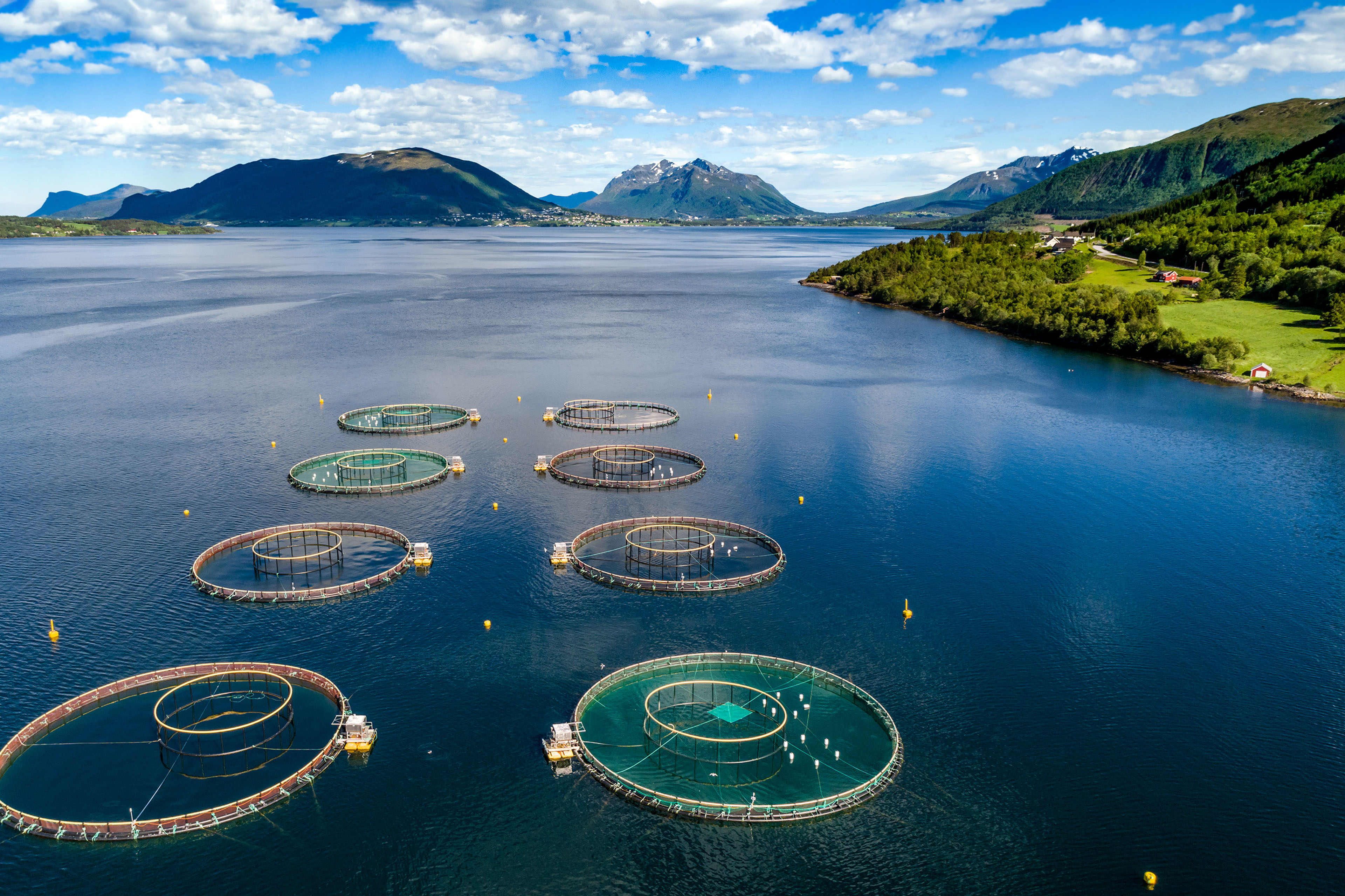 Picture of Farm salmon fishing in Norway Aerial FPV drone photography.