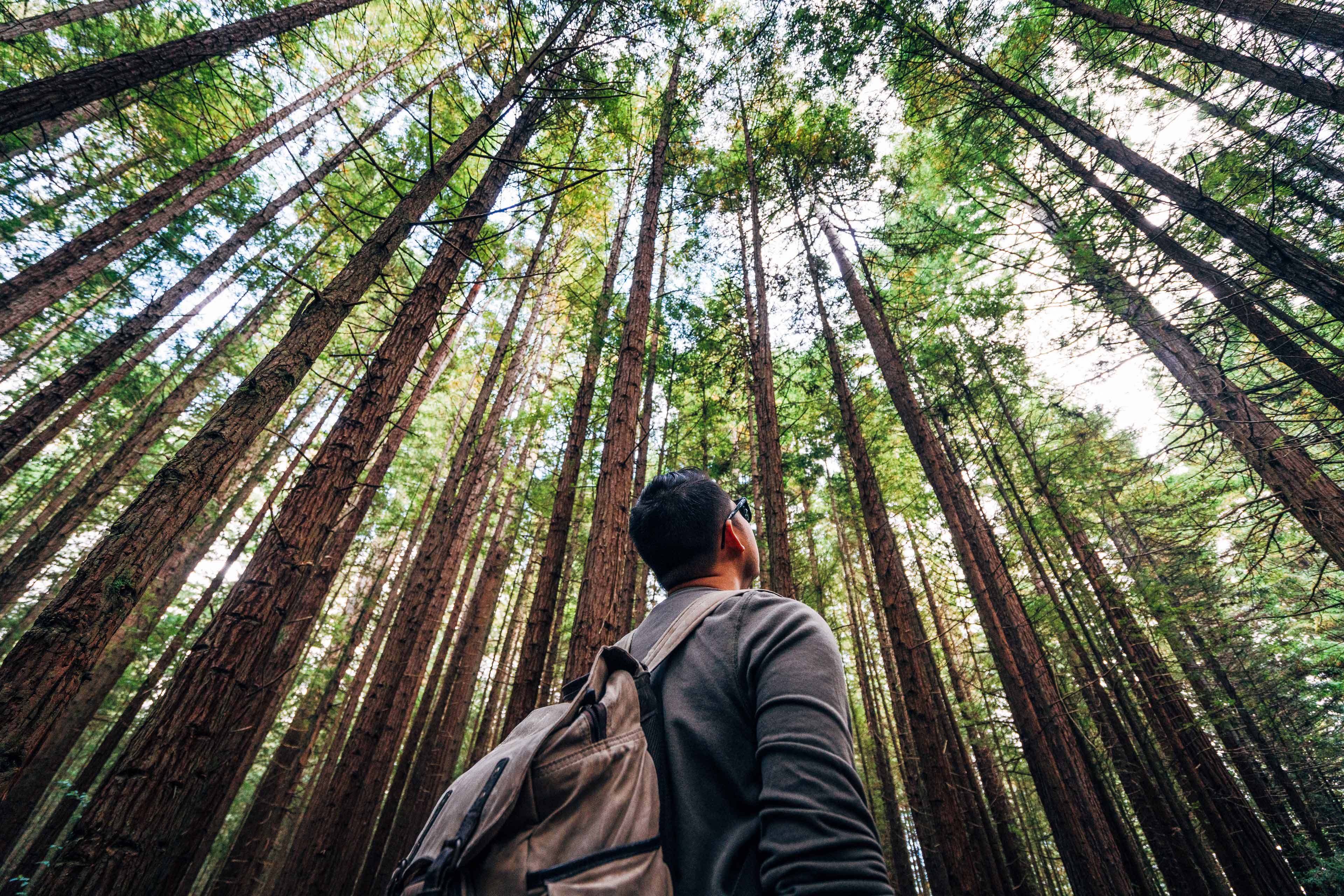 Person looking up in forest