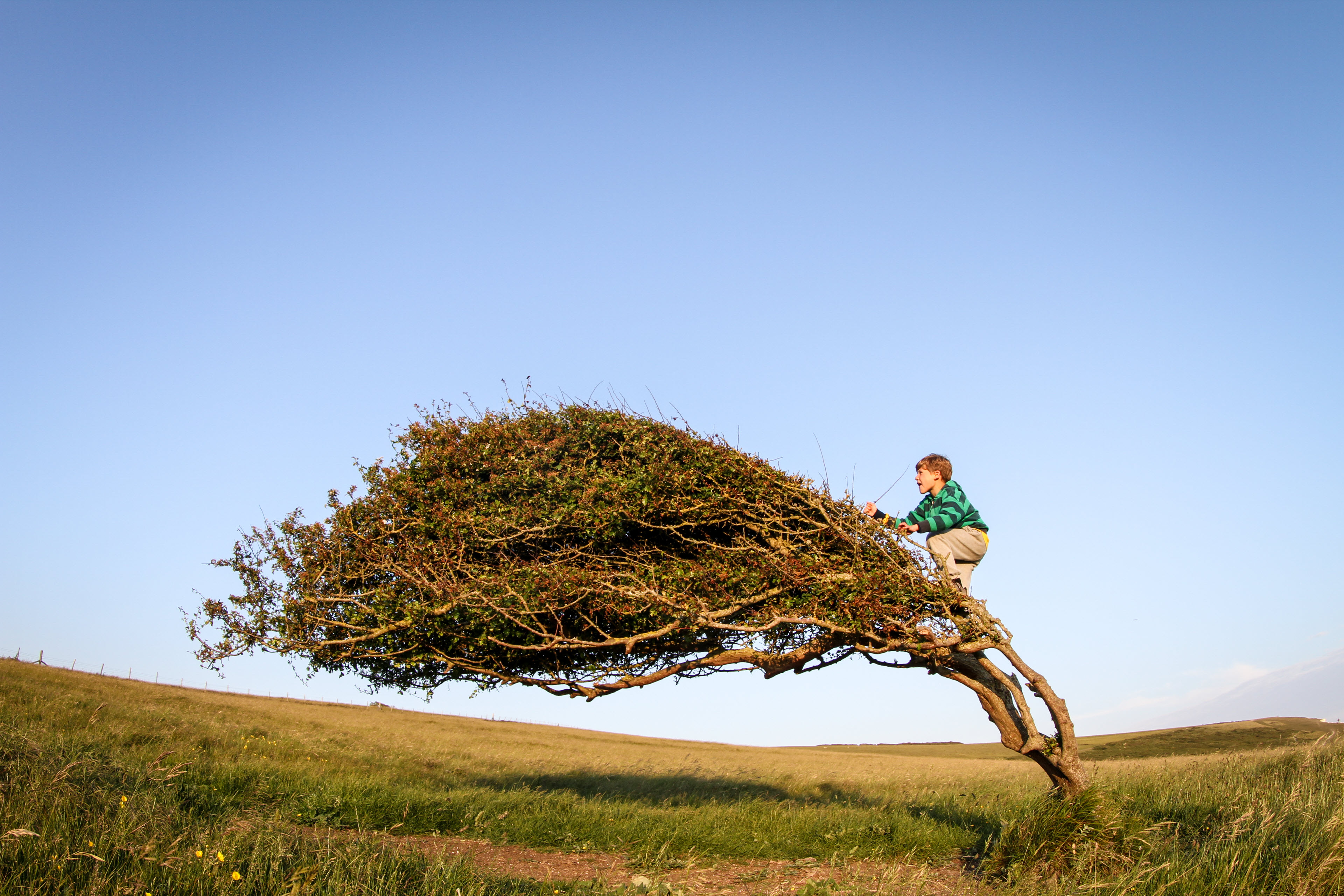 EY tree background