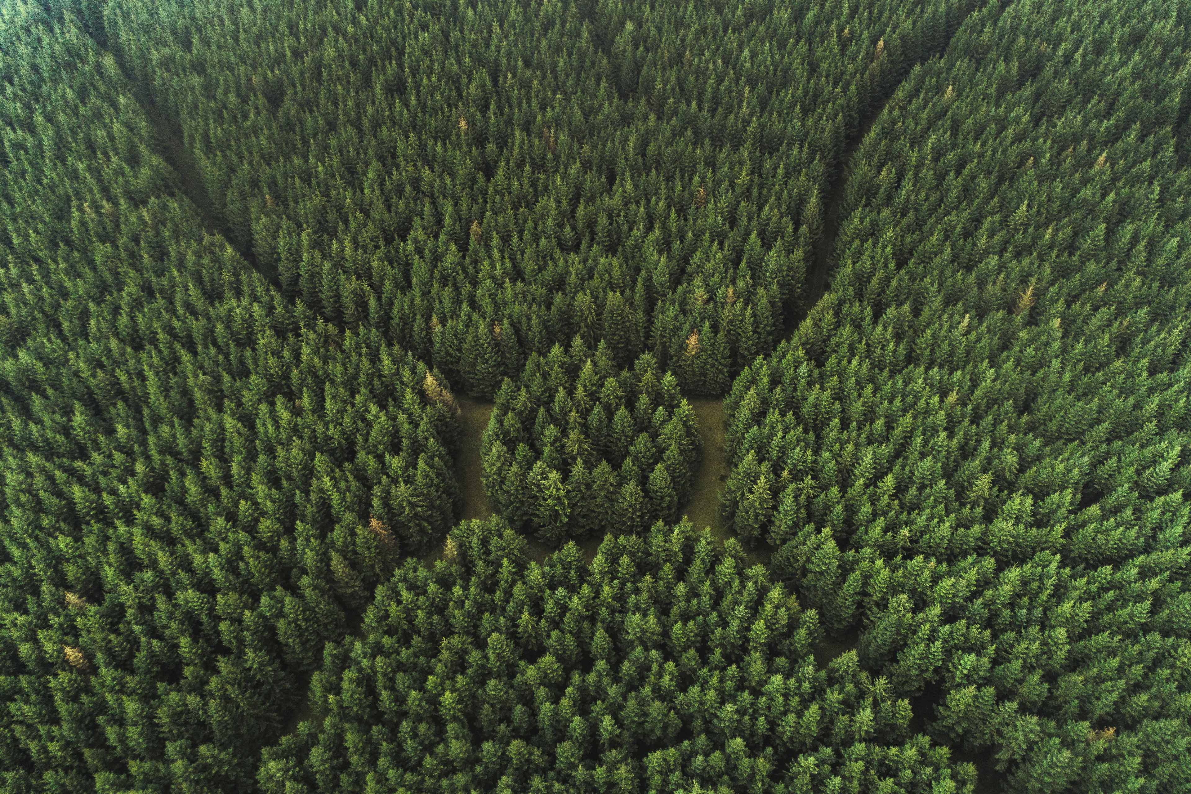  forest aerial view 