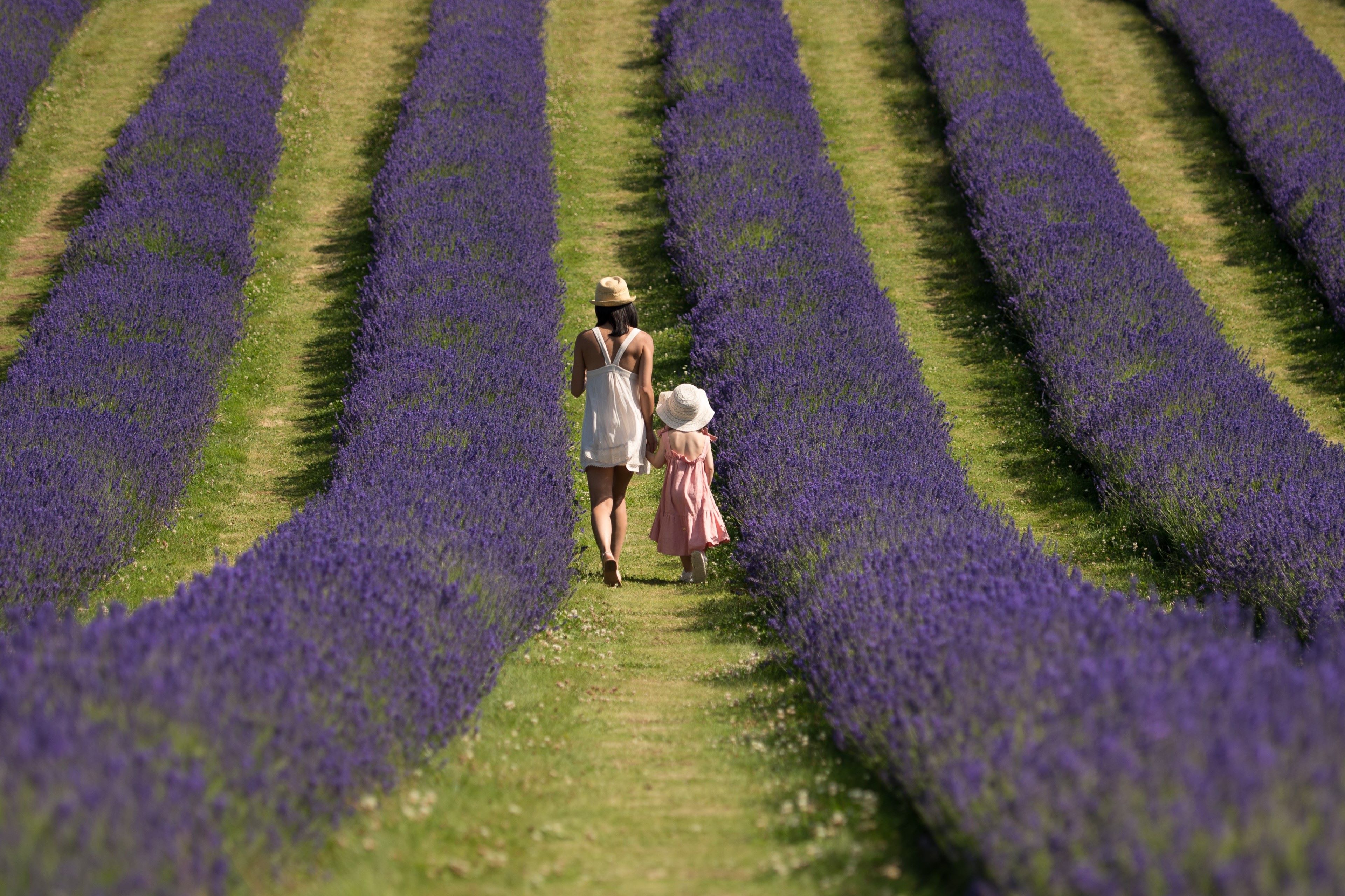 lavender field in bloom