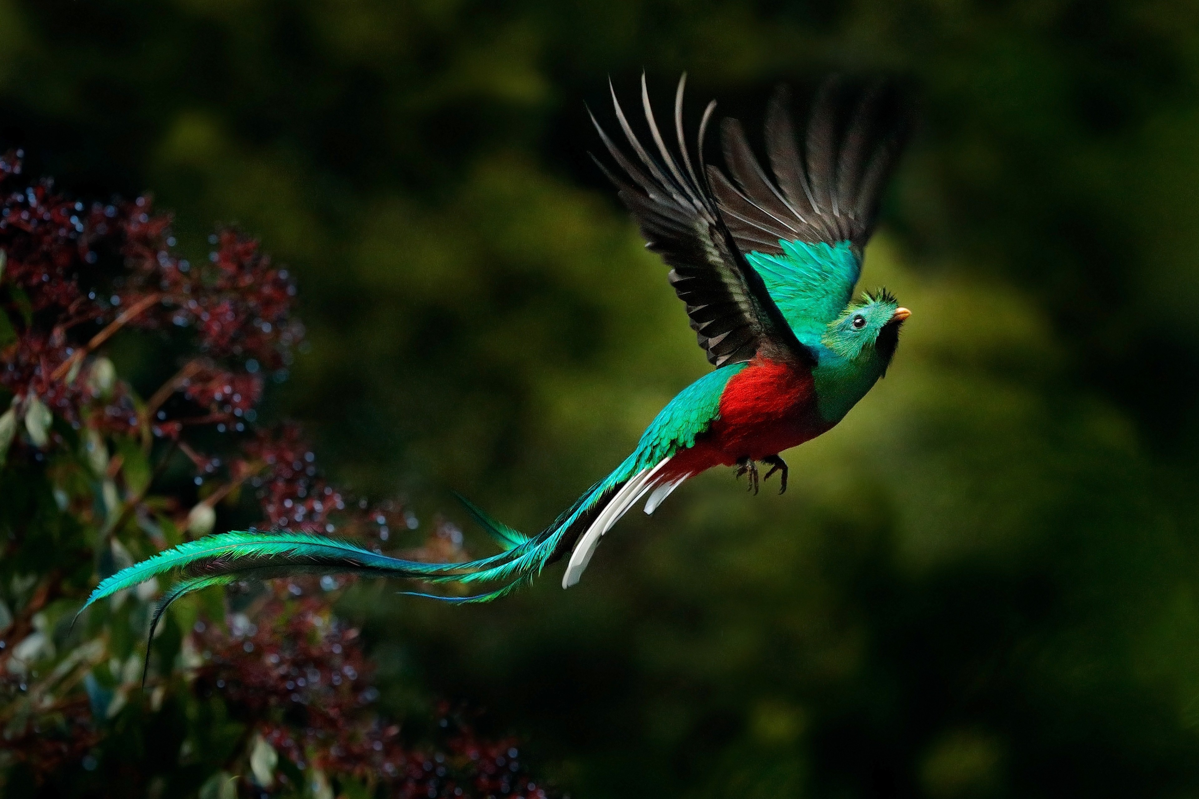 colorful Bird