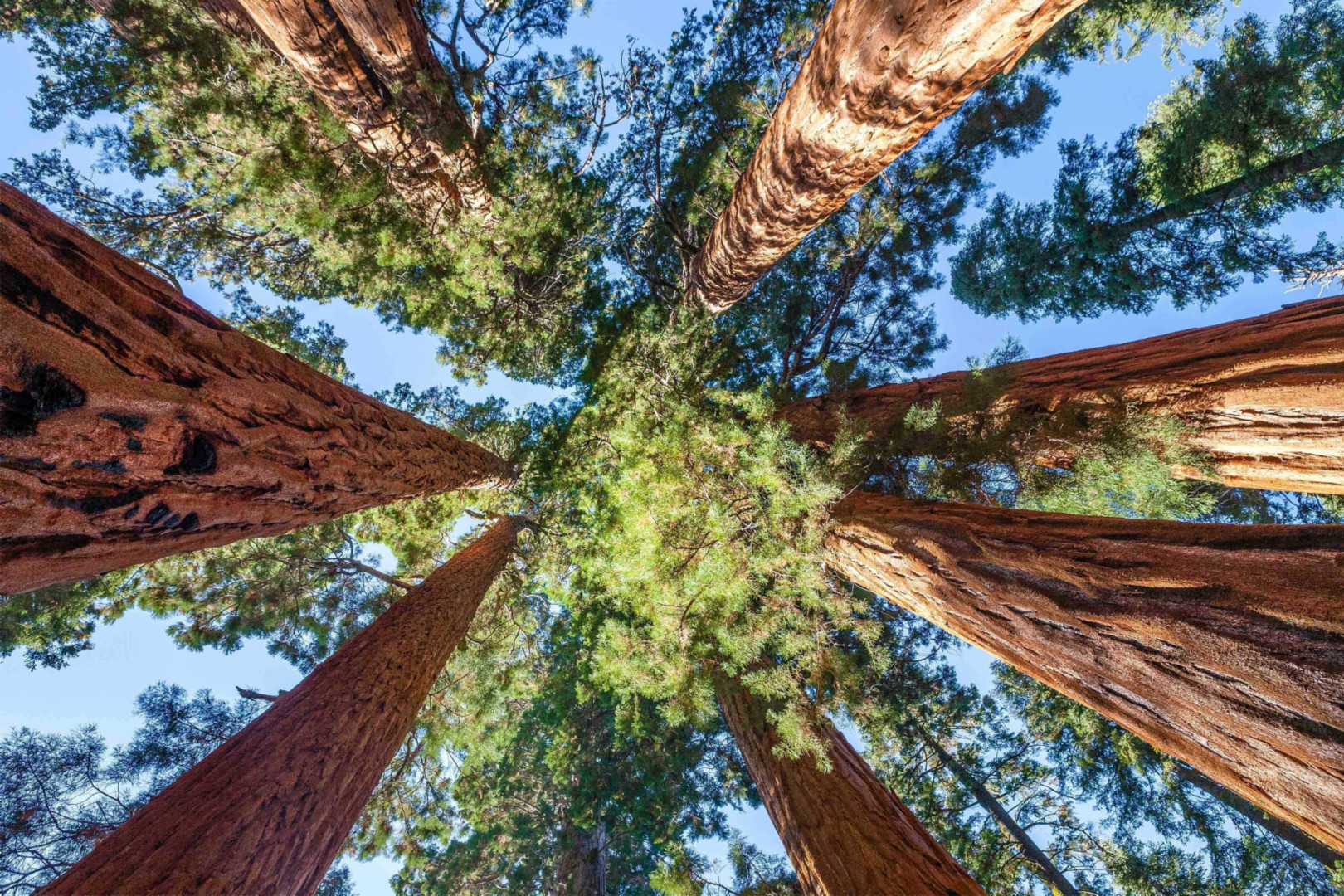 Looking up into the tree canopy circle formation