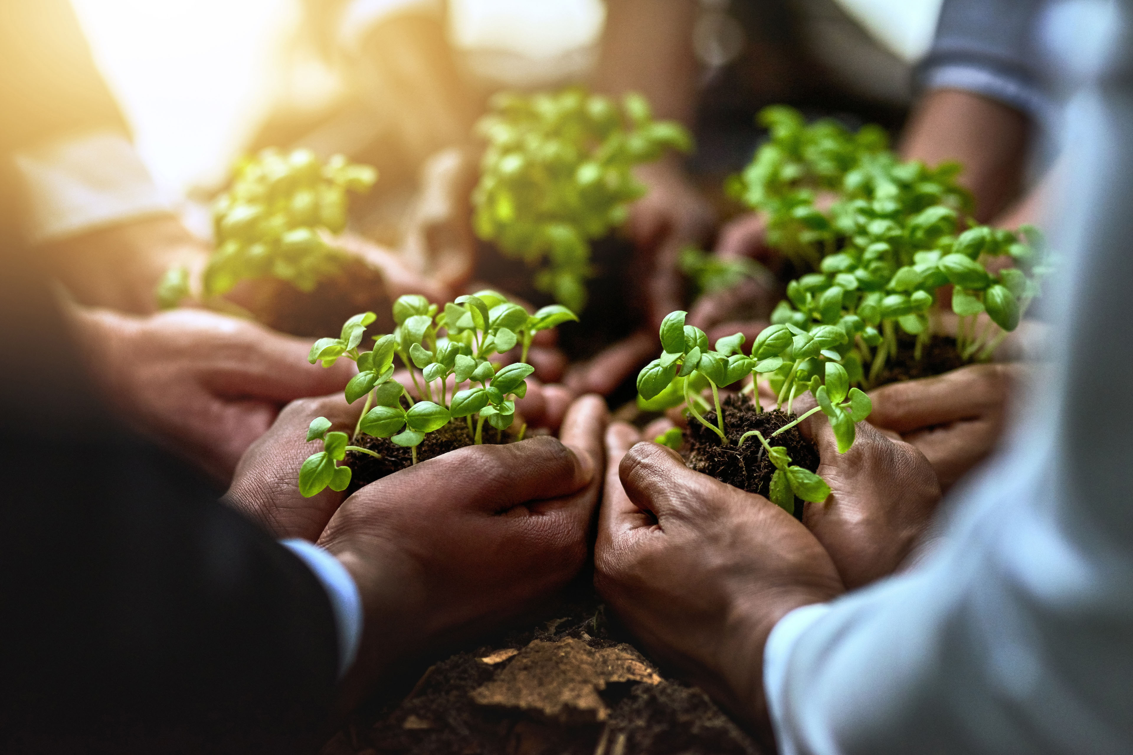 Plants, hands and group of people for business growth