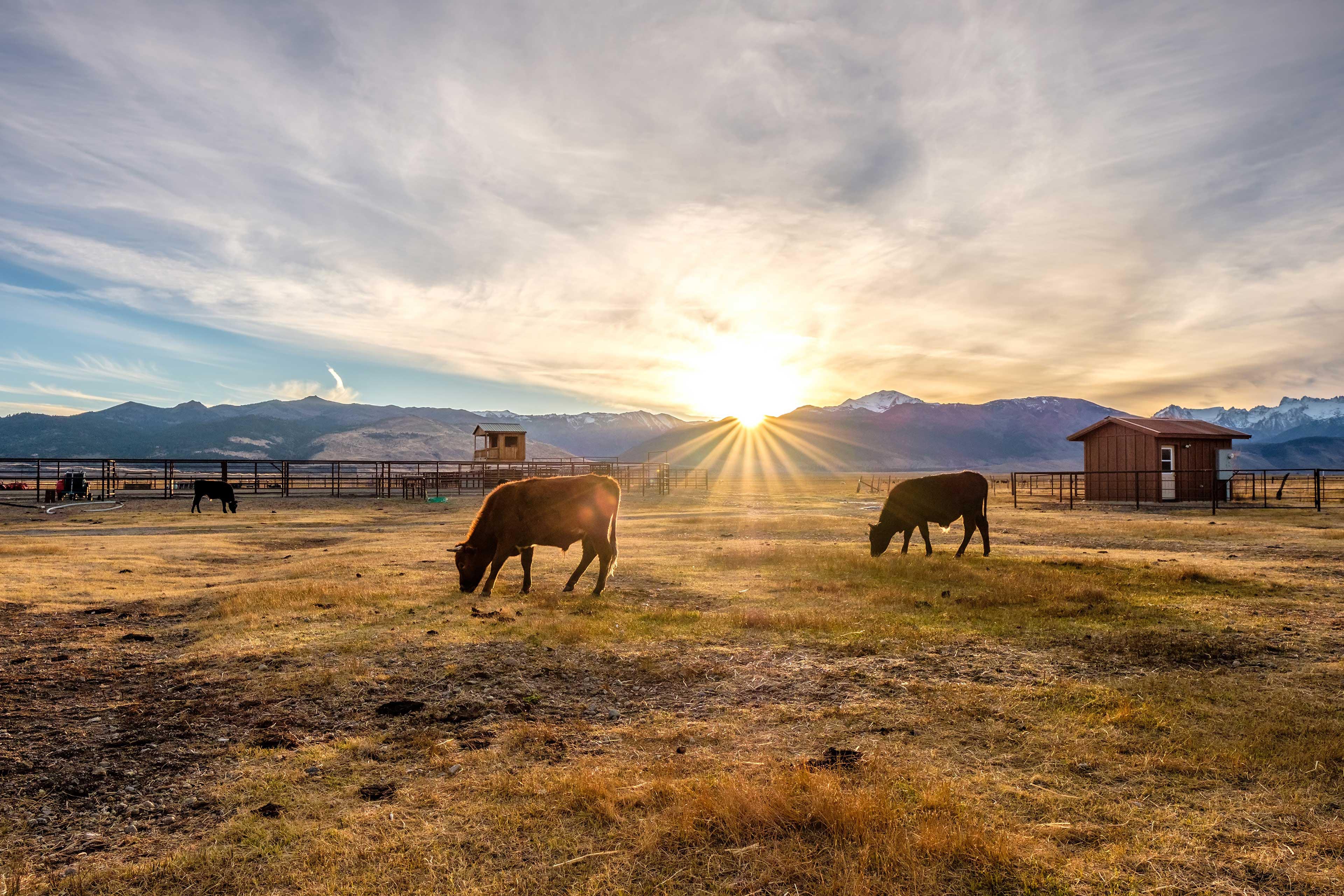 Cow on a field at sunset