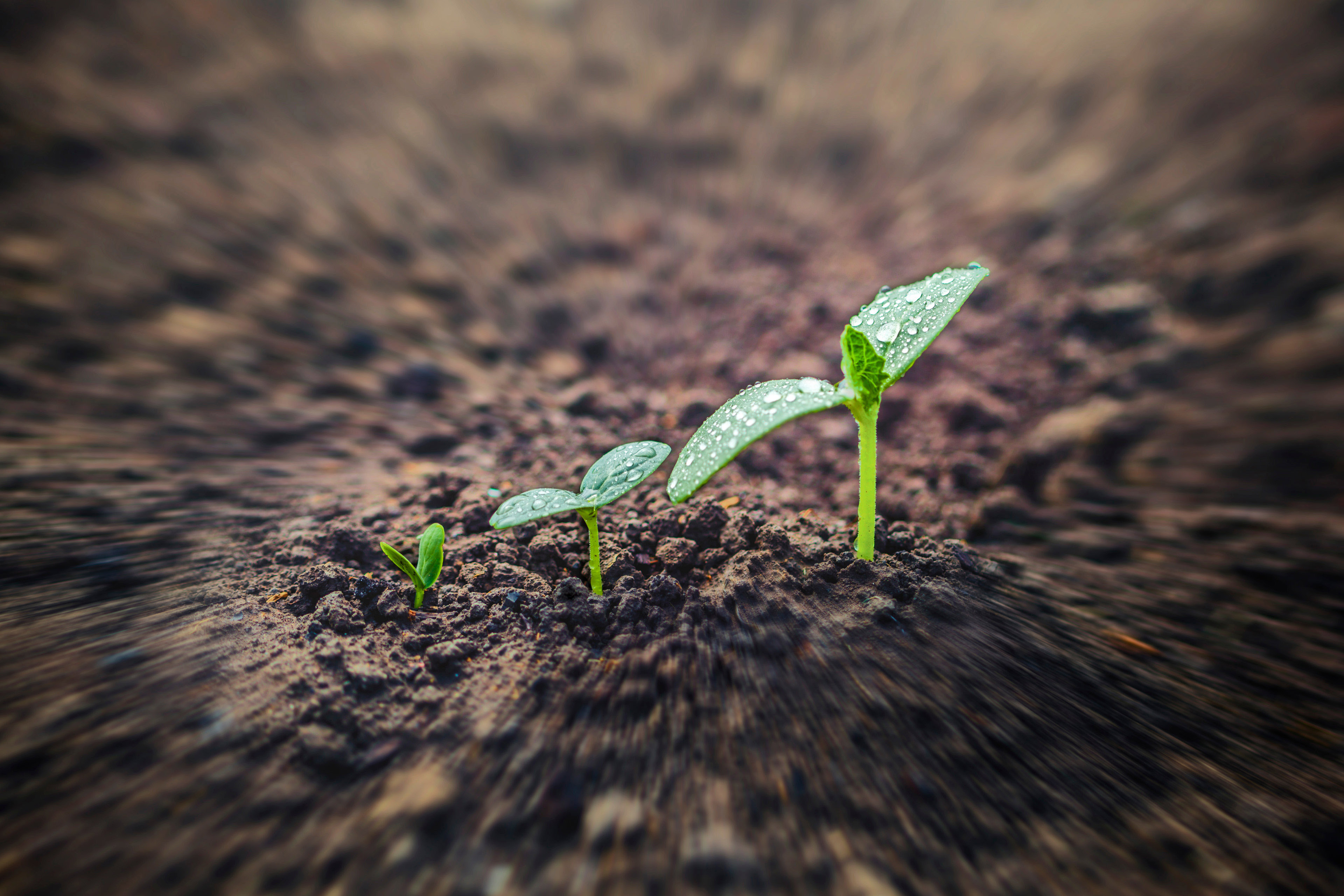 Growing plants