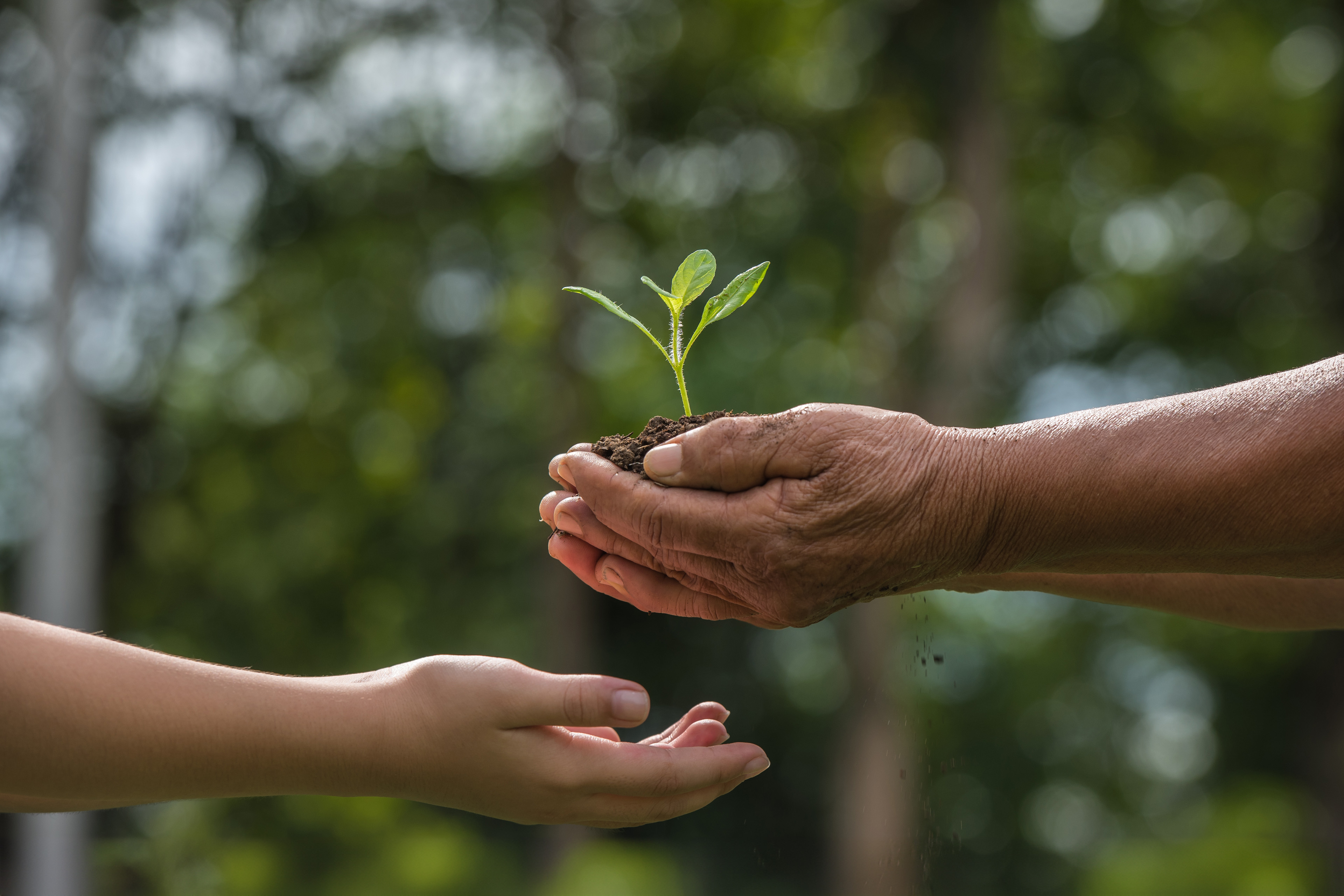 ey-two-hands-holding-together-a-green-young-plant-world-environment-day