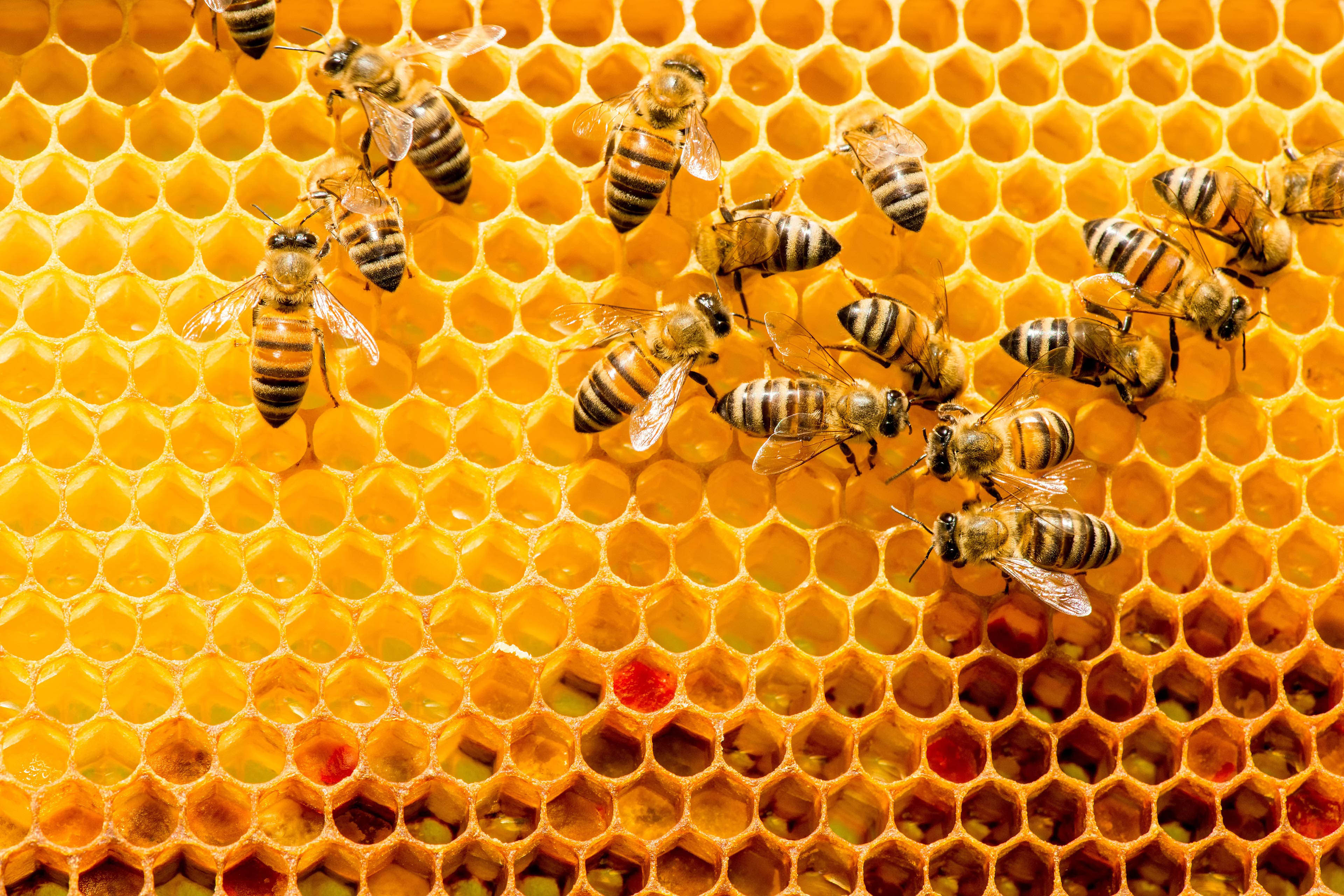 Closeup of bees on honeycomb in apiary