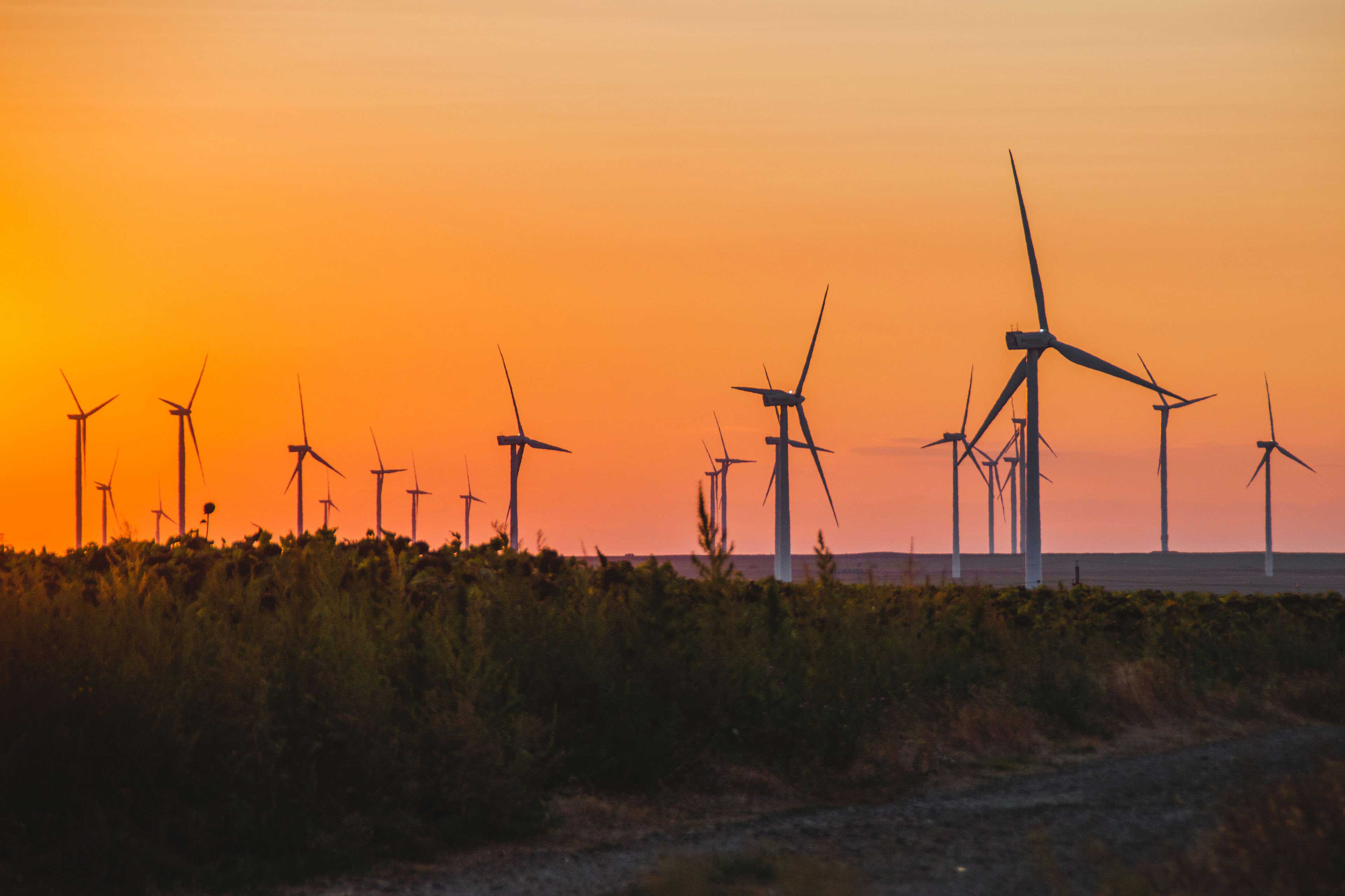 Wind turbines in a field at sunset