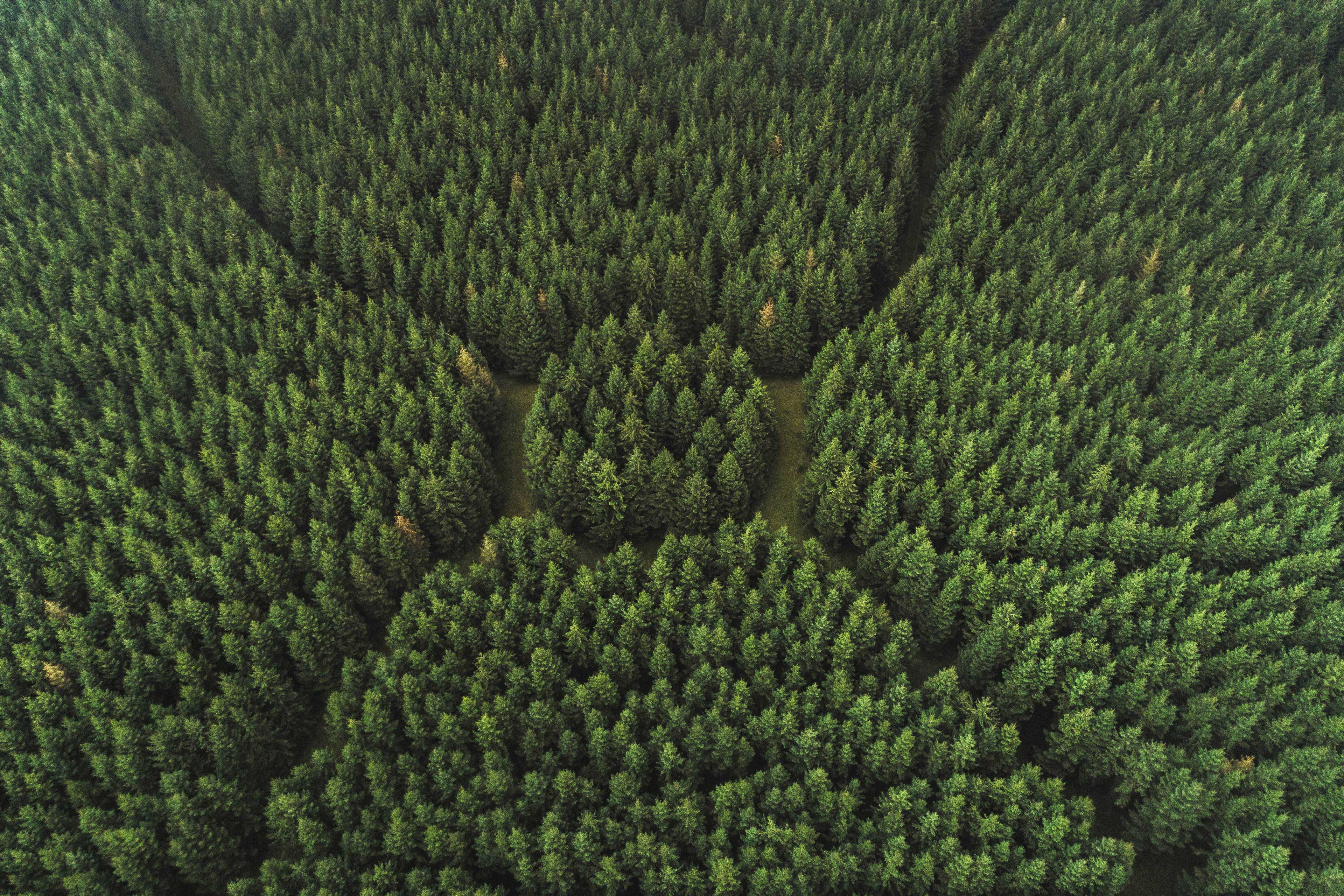 Aerial perspective forest area