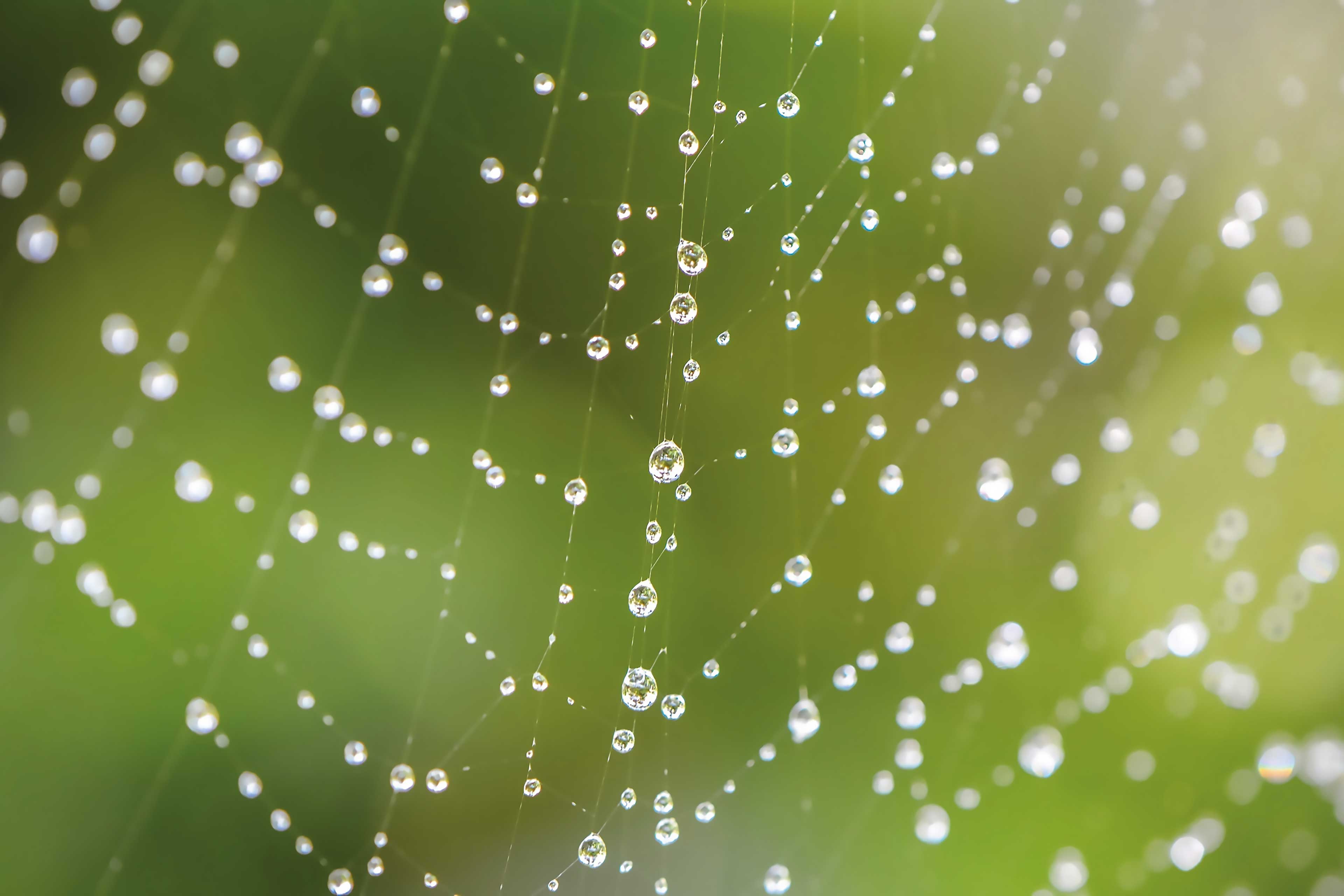 Spider hut and water