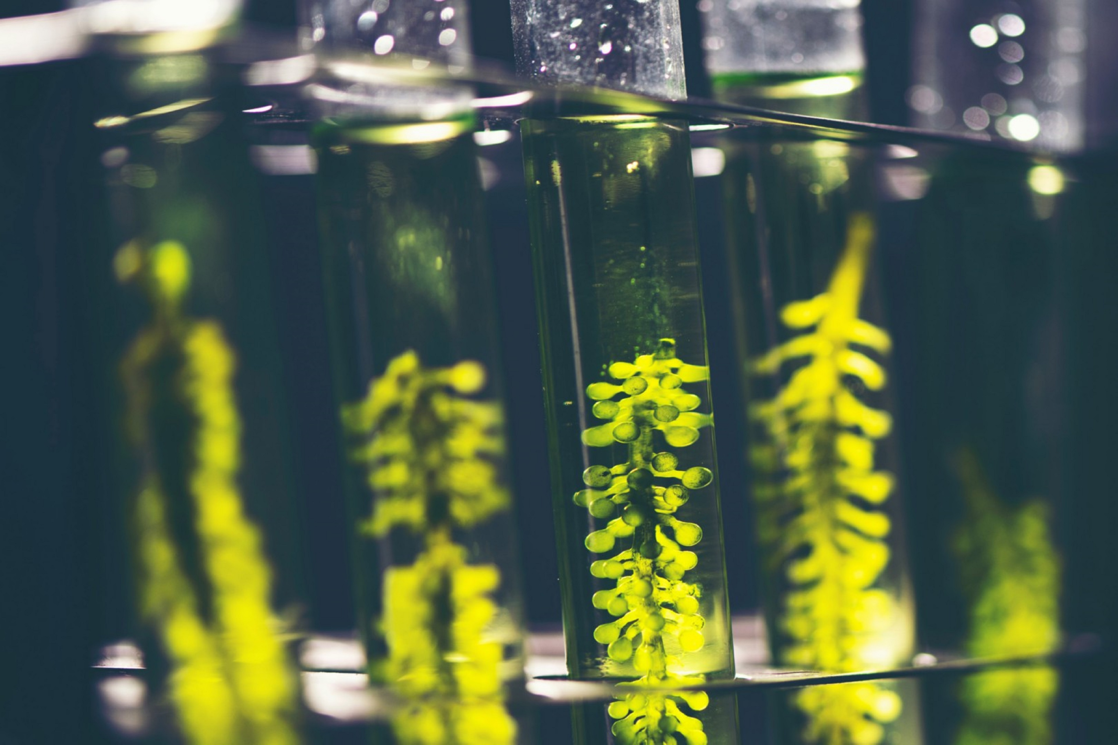 Photograph of algae bio-fuel 