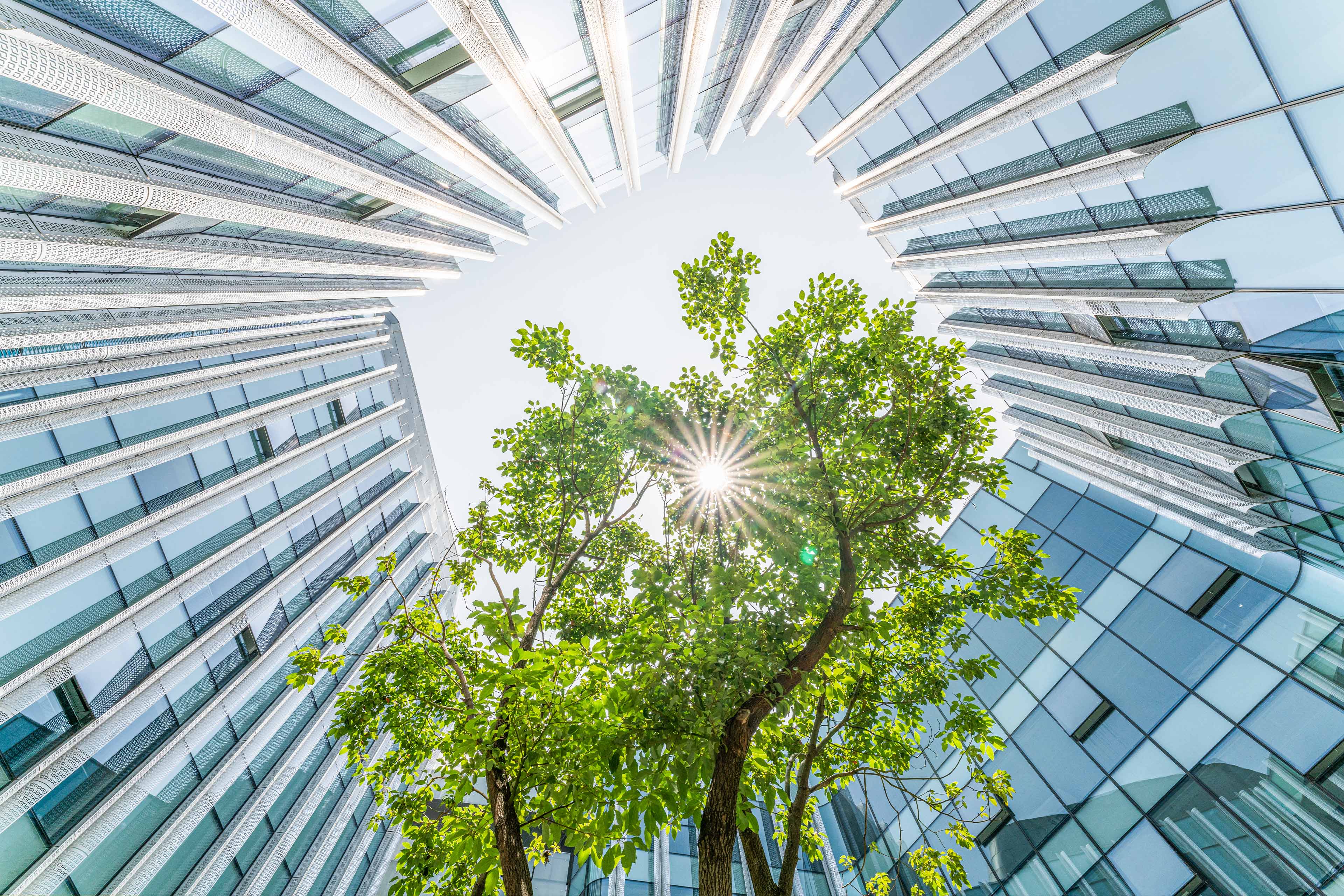 Bomen in de Eco City