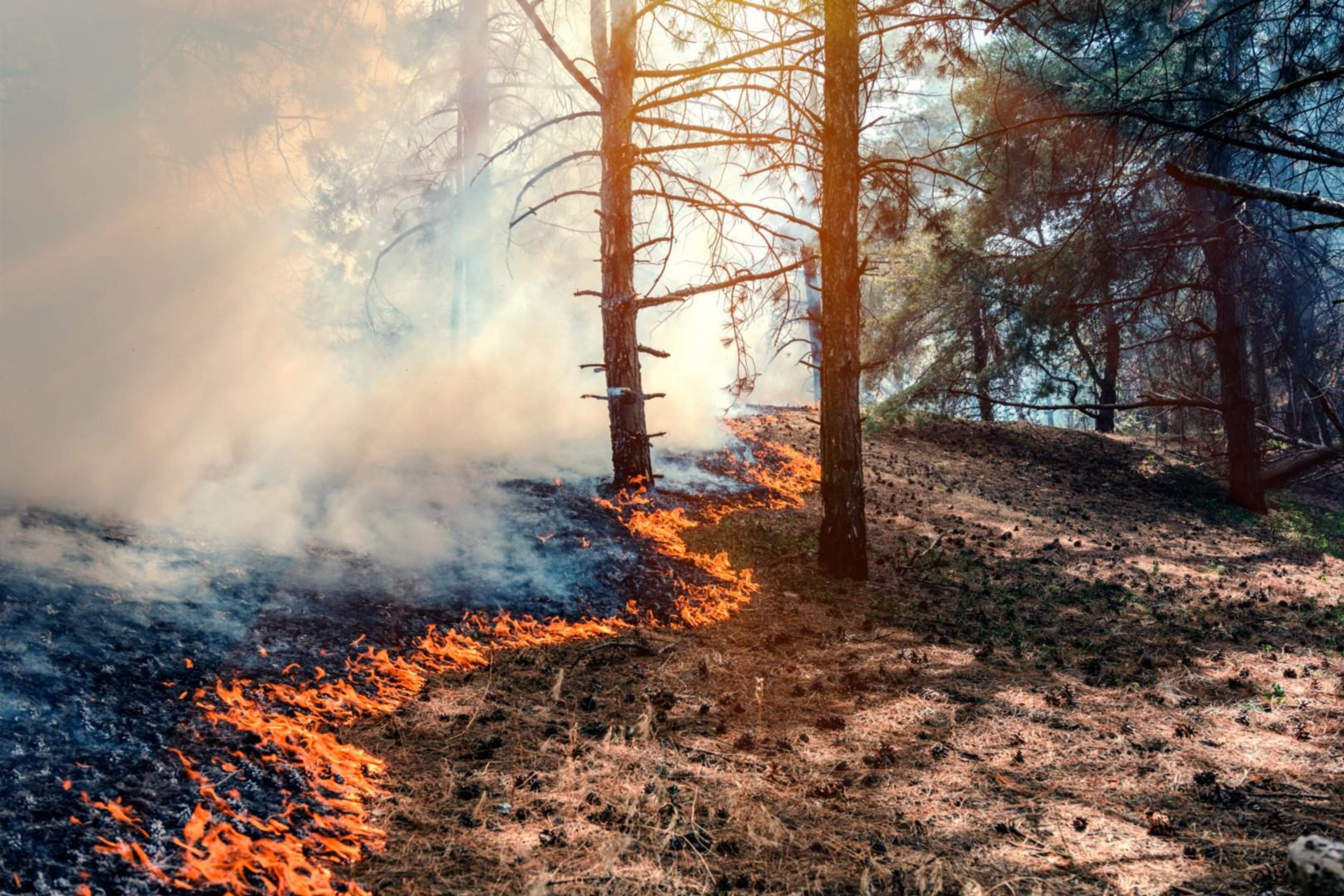 Klimat rosnących strat – ubezpieczyciele istotnym ogniwem w zarządzaniu ryzykiem klimatycznym