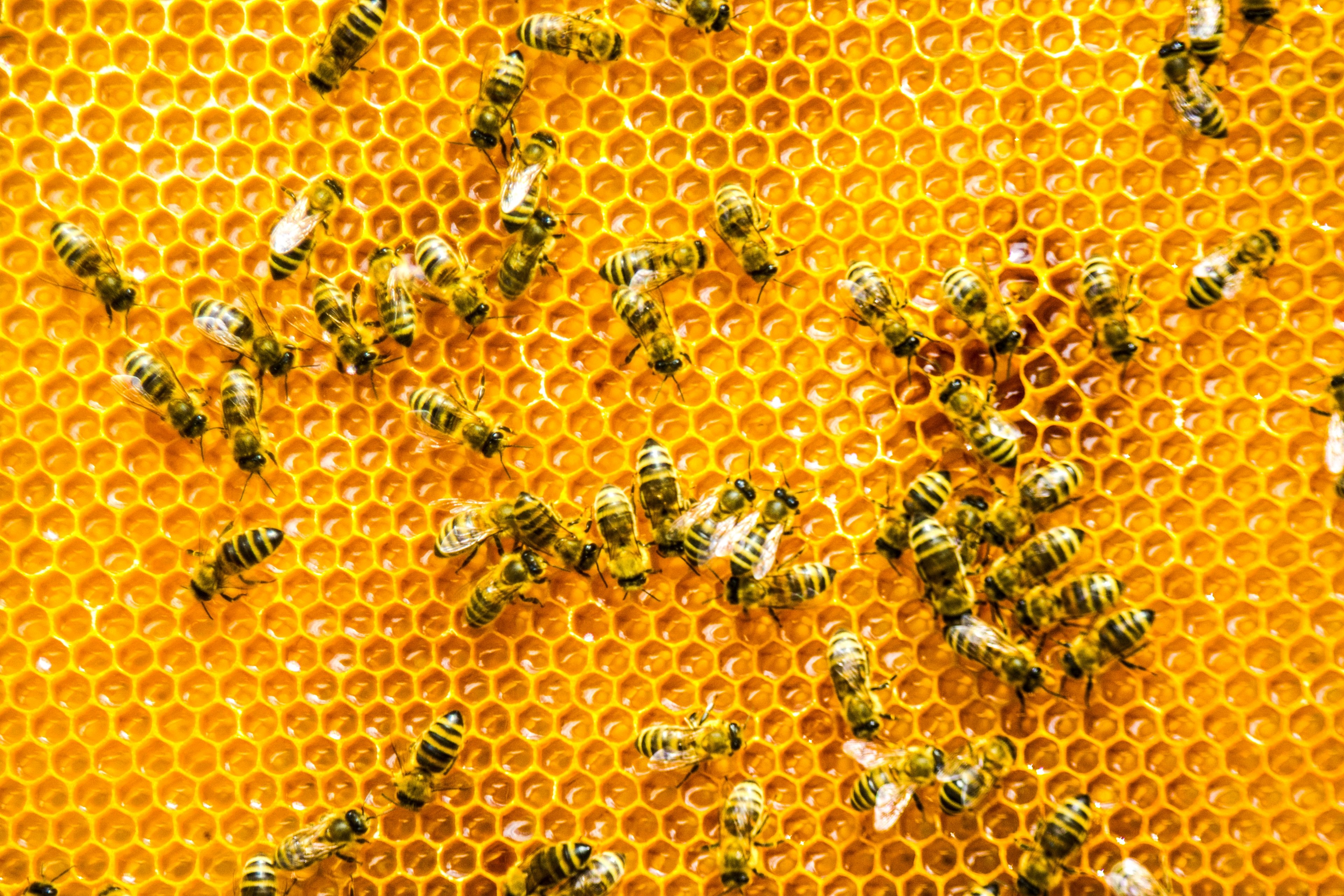 Close-Up Of Honey Bees On Beehive